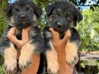 German Shepherd Puppies