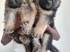 German Shepherd Puppies