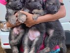 German Shepherd Puppies