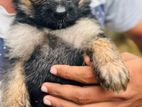 German Shepherd Puppies