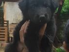German Shepherd Puppies
