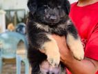 German Shepherd Puppies