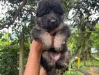 German Shepherd Puppies