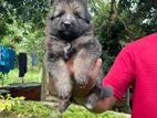 German Shepherd Puppies