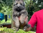 German Shepherd Puppies
