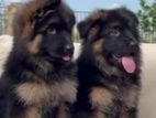 German Shepherd Puppies