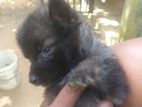 German Shepherd Puppies