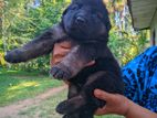 German Shepherd Puppies
