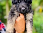German Shepherd Puppies