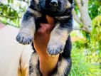 German Shepherd Puppies