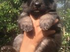 German Shepherd Puppies