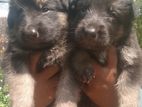 German Shepherd Puppies