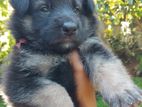 German Shepherd Puppies