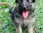 German Shepherd Puppies