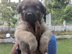 German Shepherd Puppies