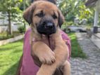 German Shepherd Puppies
