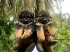 German Shepherd Puppies