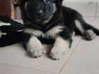 German Shepherd Puppies