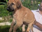 German Shepherd Puppies