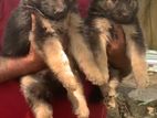 German Shepherd Puppies