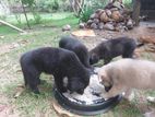 German Shepherd Puppies