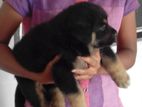 German Shepherd Puppies