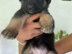 German Shepherd Puppies