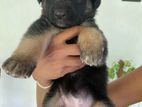 German Shepherd Puppies