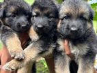 German Shepherd puppies