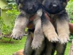 German Shepherd puppies