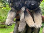 German Shepherd Puppies
