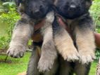 German Shepherd Puppies