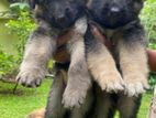 German Shepherd puppies