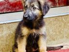 German Shepherd Puppies