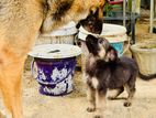 German Shepherd Puppies