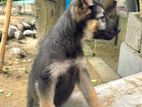 German Shepherd Puppies