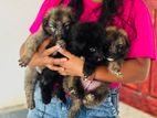 German Shepherd Puppies
