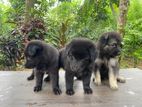 German Shepherd puppies