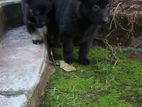 German Shepherd Puppies