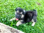 German Shepherd Puppies