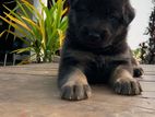 German Shepherd Puppies