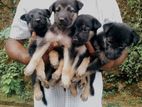 German Shepherd Puppies