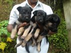 German Shepherd Puppies