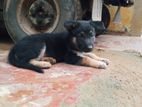German Shepherd Puppies