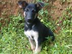 German shepherd puppies