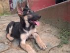 German shepherd puppies