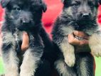 German shepherd puppies