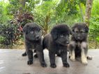 German Shepherd puppies