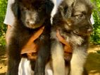 German Shepherd Puppies