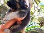 German Shepherd Puppies